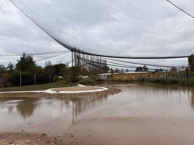 enclosure at chester zoo