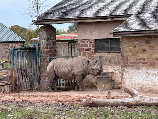 rhino at chester zoo